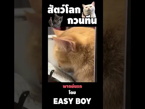 สัตว์โลกกวนตีน พากย์นรก #short #easyboy #คลิปฮา #เบสไวน์
