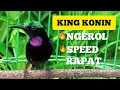Download Lagu KING KONIN NGEROL SPEED MEPAT SUPER LUXURY geschikt voor snelle gacorvisserij