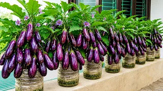 3 Rooftop Crops for a Huge Harvest Eggplant, Strawberries & Chayote