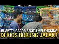 Lagu PASAR BURUNG ! KIOS RELATIF MURAH PENUH JALAK DAN GACORAN WAMBI PASAR BURUNG PRAMUKA KIOS ARIS