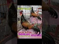Download Lagu suara ayam BEKILUS (Bekisar Halus)