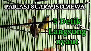 suara kutilang emas gacor full isian cocok untuk pikat dan pancingan