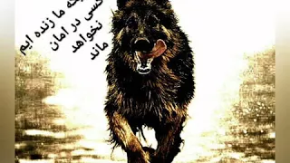 دنیا هه دنیا 