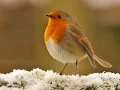 THE HOLLY AND THE IVY by Loreena McKennitt