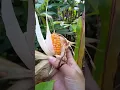 Download Lagu Panen jagung jam 7 pagi