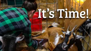 goat birth how to prepare homesteading