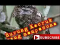 Download Lagu Suara Burung Kecruk  Malam hari - menyeramkan