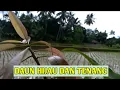 Lagu Pesawahan Tenang Ditemani Daun-Daunan Hijau