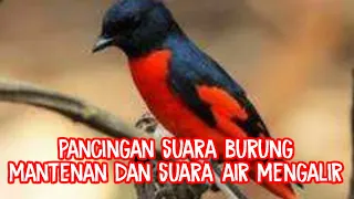 Download PANCINGAN SUARA BURUNG MANTENAN DAN SUARA AIR MENGALIR#kicaumaniaindonesia #kicaumania MP3