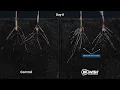 BiOWiSH Corn Root Growth Timelapse
