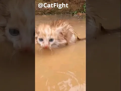 This Poor Little Kitten Was Stuck In The Puddle Without Food But They Saw Him And Saved Him