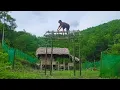 Download Lagu Living Alone In The Forest: Building A Bamboo Gate And The Journey To Restore A Dream Home