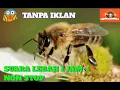 Download Lagu SUARA  LEBAH  1 JAM + LEBIH  TANPA  IKLAN