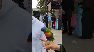 طائر اللوري مروض احسن ترويض مع الأخ عثمان وسفيان 