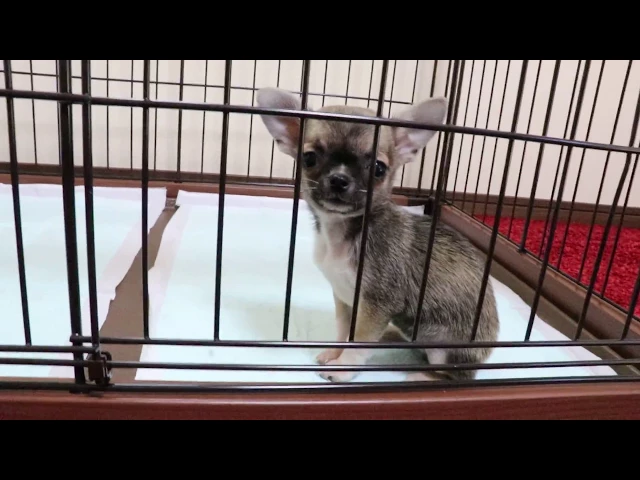 動画