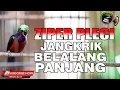 Download Lagu MASTERAN KONIN GACOR FULL ISIAN BELALANG EMAS PANJANG VARIASI JANGKRIK ZIPER PLECI,  KOLIBRI NINJA .