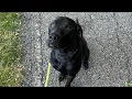 OLK9 Rango 1 year old Bay Retriever mix