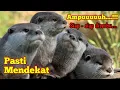 Download Lagu Suara Berang Berang _ Ampuh Untuk Pikat
