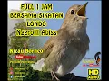 Download Lagu Masteran Sikatan Londo 1 Jam Untuk Isian Murai Batu