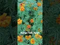 Download Lagu Bunga Taik Ayam / bunga Marigold Lokal Orange
