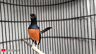 pemancing emosi tercepat murai apapun pasti ikut gacor jadi bongkar isian