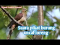Download Lagu Suara pikat burung uncal loreng mp3