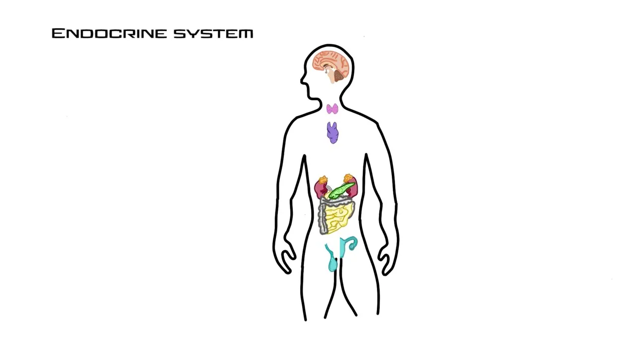 Endocrine organs and their hormones