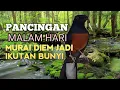 Download Lagu SUARA PANCINGAN MURAI BATU biar Emosi jadi NYAUT BUNYI GACOR BONGKAR ISIAN | TERAPI MURAI BATU 