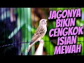 Download Lagu JAGONYA BIKIN CENGKOK MEWAH JAWARA - MASTERAN BLACKTHROAT GACOR SUARA JERNIH IDAMAN JURI