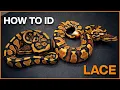 How to Identify Lace in Ball Pythons