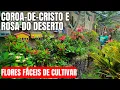 Download Lagu PLANTAS QUE FLORESCEM O ANO TODO E SÃO SUPER FÁCEIS DE CUIDAR! 