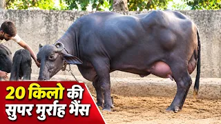 20 किलो की सुपर मुर्राह भैंस, जायज भाव में बिक्री के लिए उपलब्ध || Gujjar Dairy Farm (7568247097)