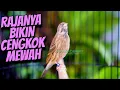 Download Lagu RAJANYA BIKIN CENGKOK FULLL ISIAN MEWAH - MASTERAN BLACKTHROAT GACOR SUARA JERNIH PALING DICARI