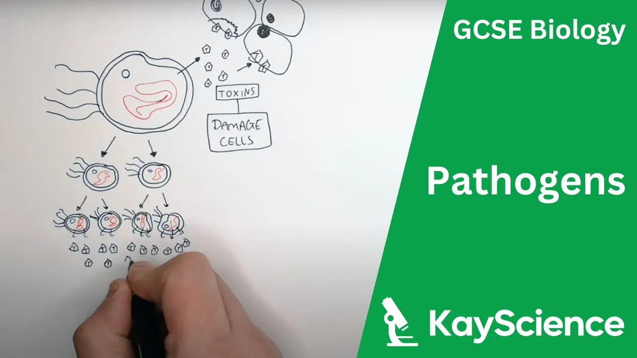 GCSE Biology – Pathogens: Bacteria, Viruses, Fungi and Protists