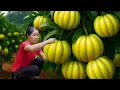 Download Lagu Harvest Garcinia cowa Roxb Fruit Then Bring It To The Market To Sell, Take Care Of The  Monkey