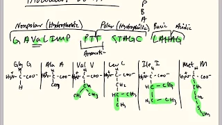 Memorize the 20 Amino Acids - Easiest Method