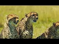 Run or Die (FULL EPISODE) | Survival Has No Mercy in Savage Kingdom | Animal documentary