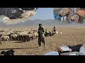 Download Lagu Nomadisch leven: het begin van een lange dag in het hart van de nomadische migratie, moeilijk, mooi