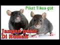Download Lagu Suara pikat Tikus Got, Langsung Datang