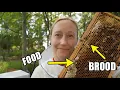 How to Read a Frame What Every New Beekeeper Must Know