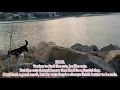 Download Lagu A PLAYFUL DOG,TRYING TO FIND THE CATS THAT WAS HIDING AND HE LIKES THEM.