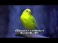 Canaria 鈴木雅之 feat  篠原涼子 　cover chiho♪