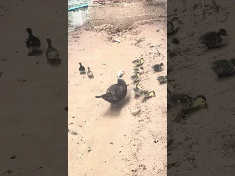 ยินดีต้อนรับสมาชิกใหม่🦆🪿🦆