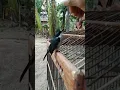 Download Lagu Burung jing jing Batu gacor luar sangkar Cocok untuk umpan