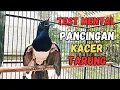 Lagu KACER GACOR MEMANCING EMOSI LAWAN, BIKIN KACER LAIN CEPAT BUKA EKOR