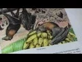 FREE Color Illustrations of Bat Varieties