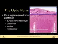 Optic nerve and nerve fiber layer anatomy
