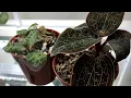 Download Lagu All About Jewel Orchids | Care Guide