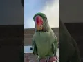 Download Lagu Parrot Says “Meow Meow” 🐦➡️🐱 | Cutest Talking Parrot Ever!
