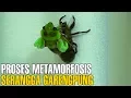 Download Lagu MENAKJUBKAN ! Proses Metamorfosis Serangga Tonggeret Setelah 17 Tahun Tertidur | Fakta Unik